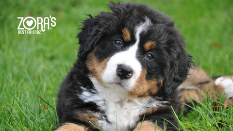 Treating Allergies? How Hypoallergenic Dog Treats (Without Chicken or Fillers) Can Help