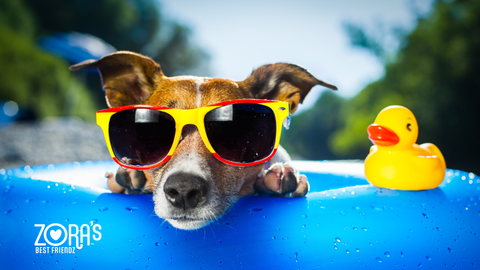 Convenient and Safe: Why Zora’s Best Treats Are Perfect for Every Dog Moment