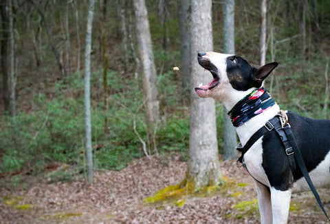 Why Bacterial Reduction Matters in Pet Treats