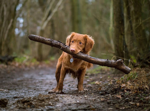 The Environmental Impact of Chemical Processing in Pet Food