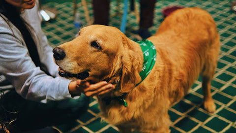 How the Right Treats Can Support Your Dog’s Digestive Health