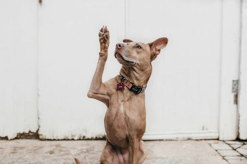 Why Beef Liver is One of the Best Superfoods for Dogs