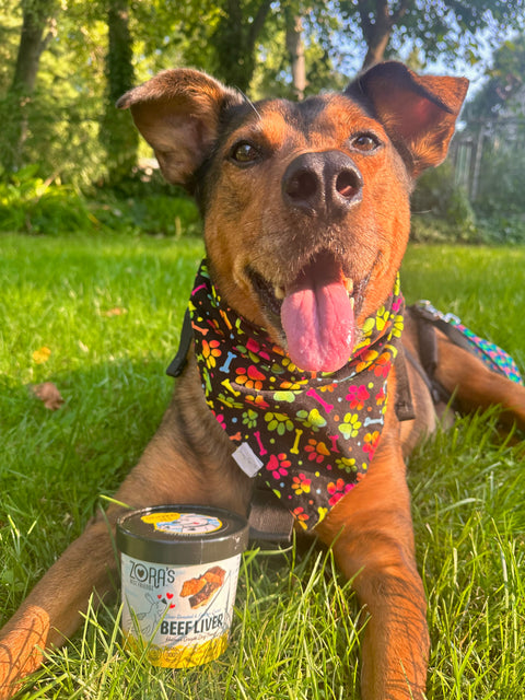 Dog posing with treat container