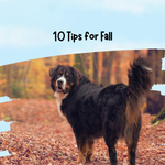 Get Your Dog Ready for Fall: 10 Essential Tips for the Season