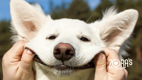 What Are “Clean Label” Dog Treats? The Power of Single-Ingredient Snacks