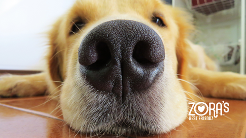 What Makes ‘Human-Grade Beef Liver’ Different (and Better) for Dogs