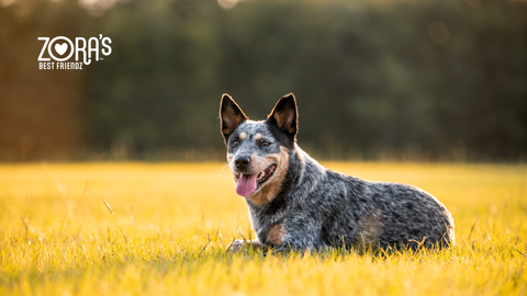 Bark-Worthy Health Benefits of Beef Liver Treats for Dogs