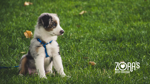 From Our Plate to Theirs: What Human-Grade Really Means for Dogs