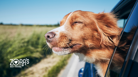 No HPP, No Chemicals: Why Zora’s Low-Temp Roasted Dog Treats Are Safer and Tastier