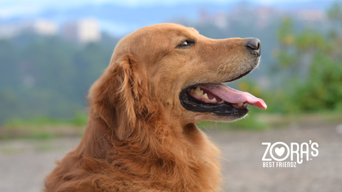 The Convenience of Preservative-Free, Shelf-Stable Treats