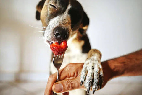 Canine Digestion 101: Why Some Treats Cause Upset Stomachs